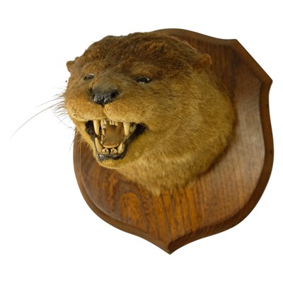 Lot 763 - A George V taxidermy Eurasian otter mask...