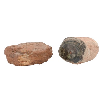 Lot 637 - Two geological specimens of petrified wood,...